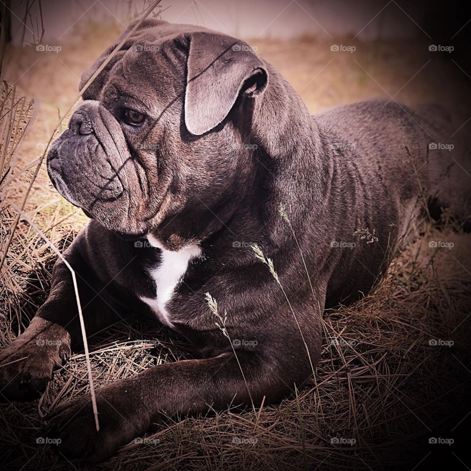 Bulldog basking in the sun