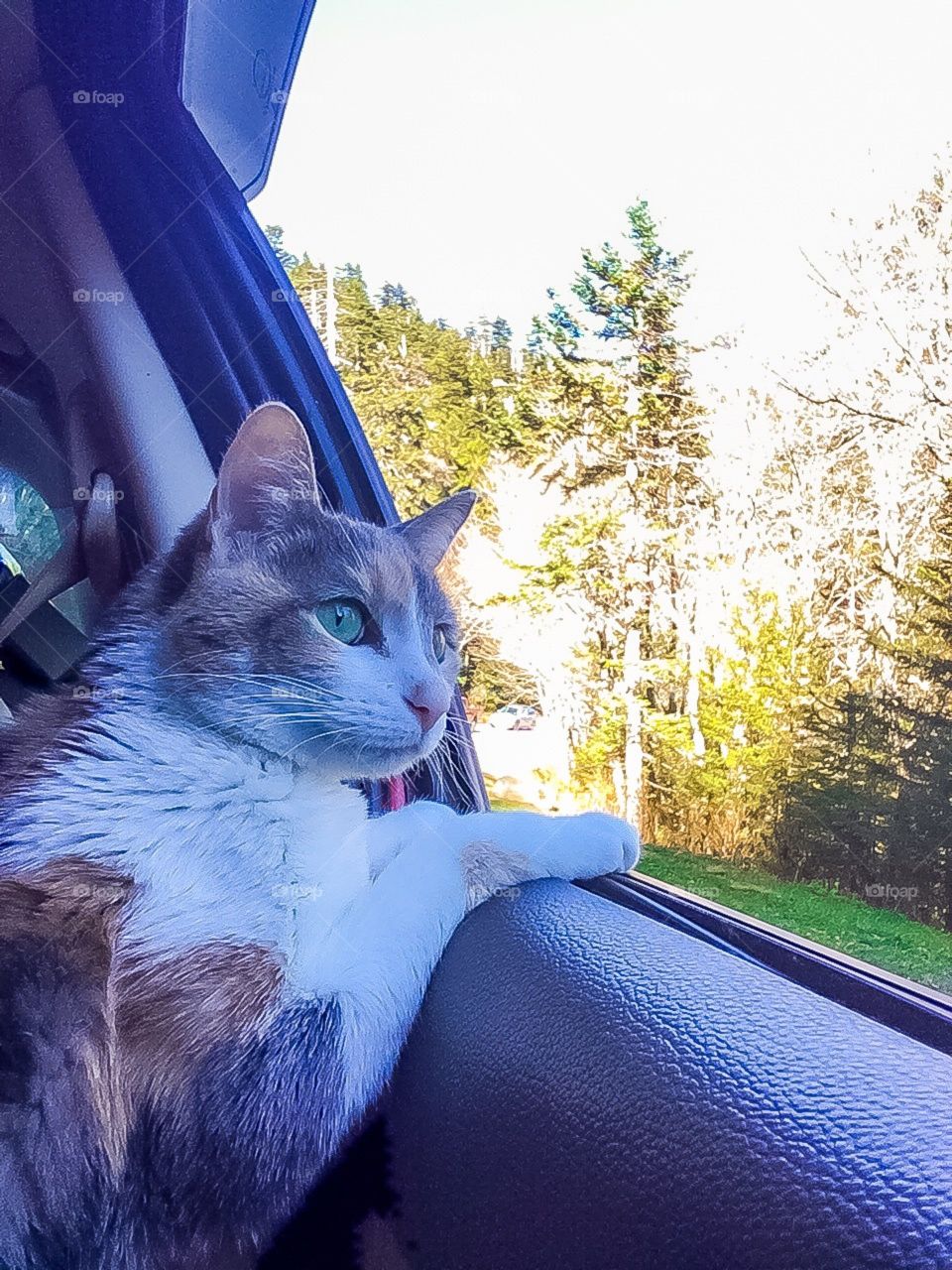 Traveling Kitty
