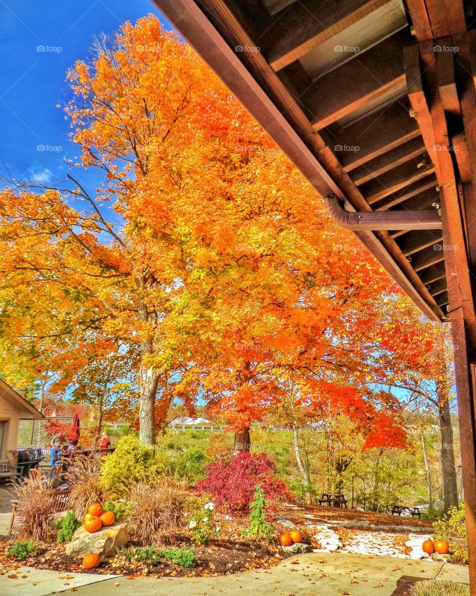 Fall from Oliver Winery 