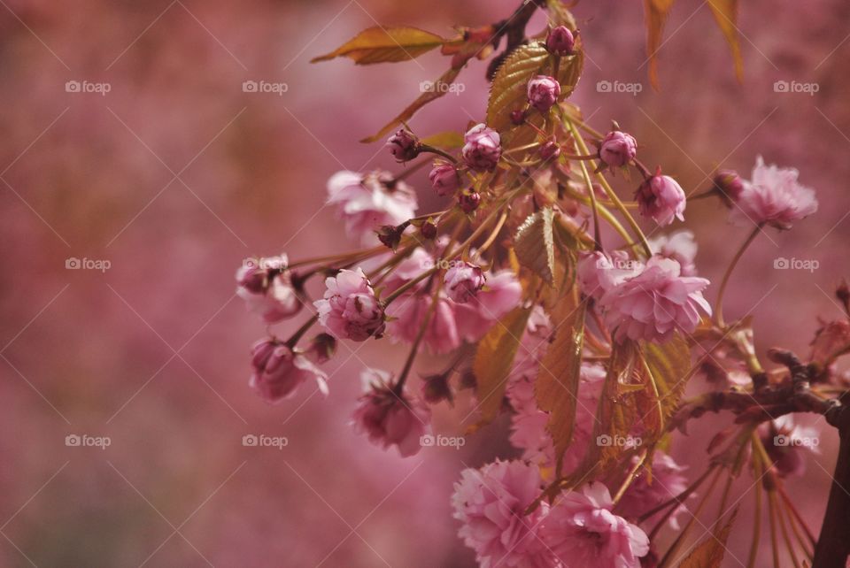 beautiful pink blooming tree branch