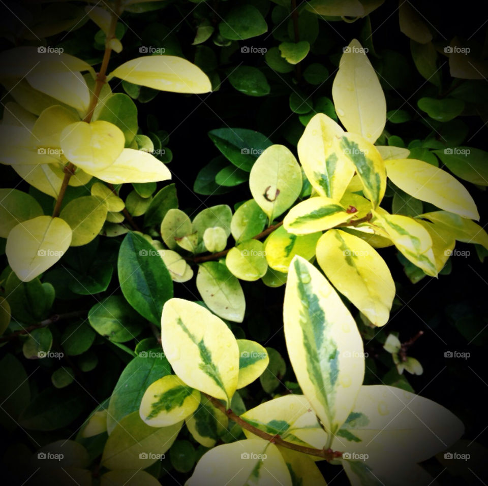 green yellow leaves hedge by destinysagent