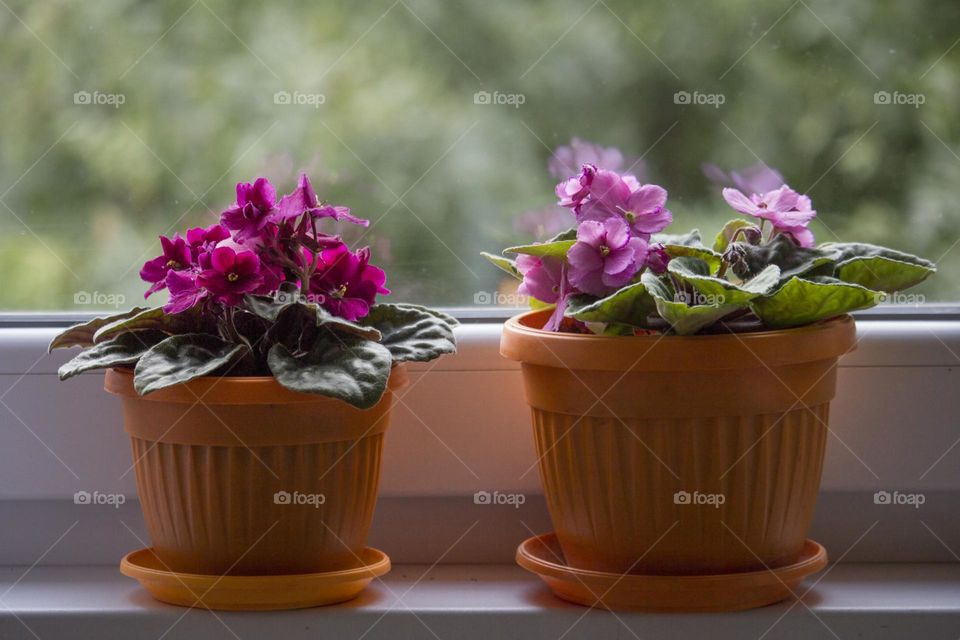 Home plants on the window on natural light