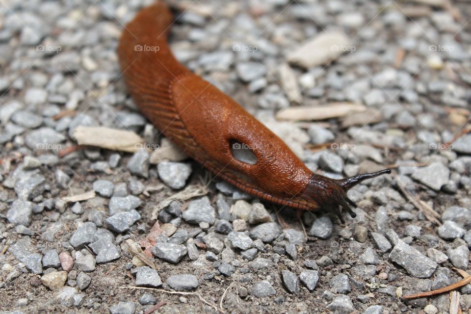 A slug making its way through a gravel path I. The Black Forest. In focus, you can see its breathing hole or pneumostome. 