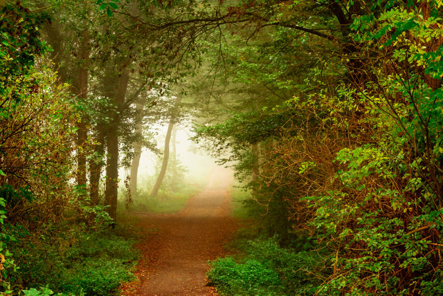 Foggy path in forest