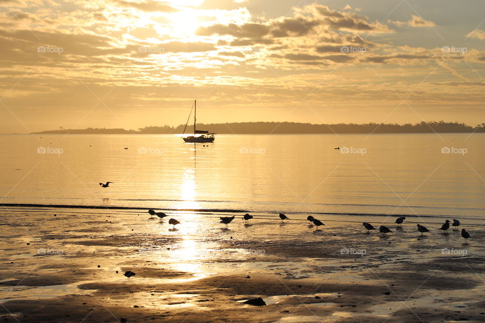 Golden hours on a beach with serene ocean where birds playing the sand and boat sails in a distance