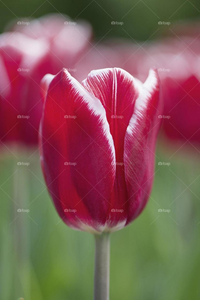 Red tulip