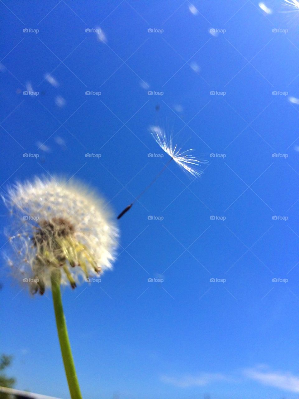 dandelion