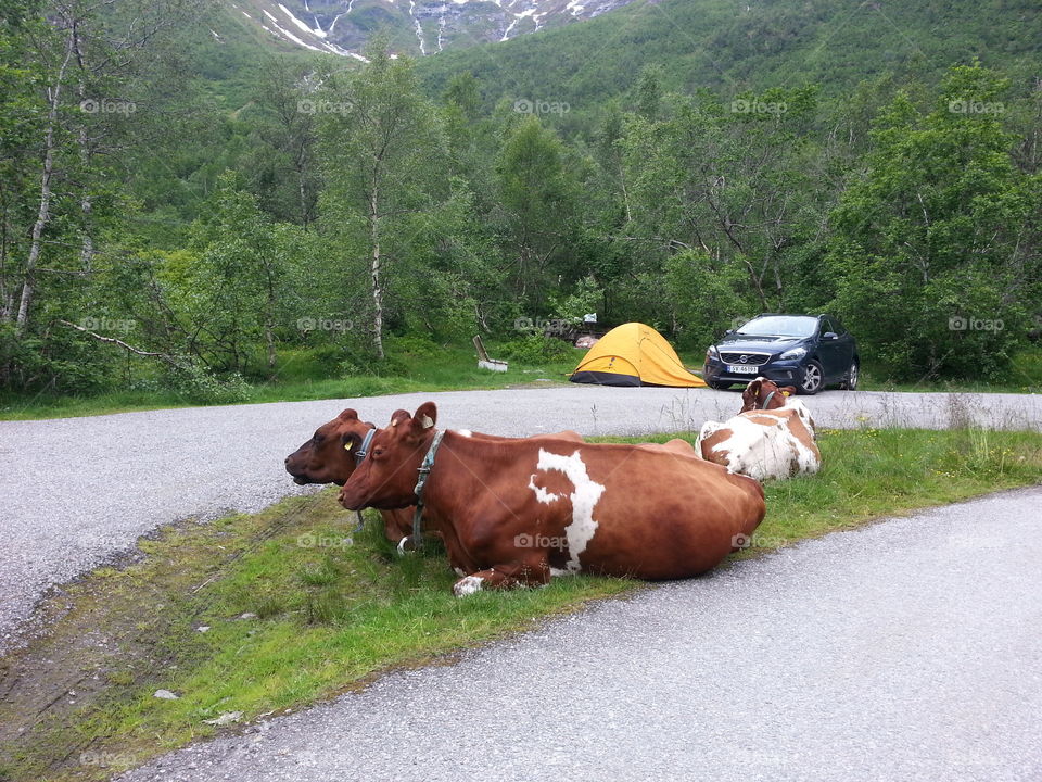 Summer vacation in lovely Norway. Norway is a mixture of all different kind of landscape all  at once.