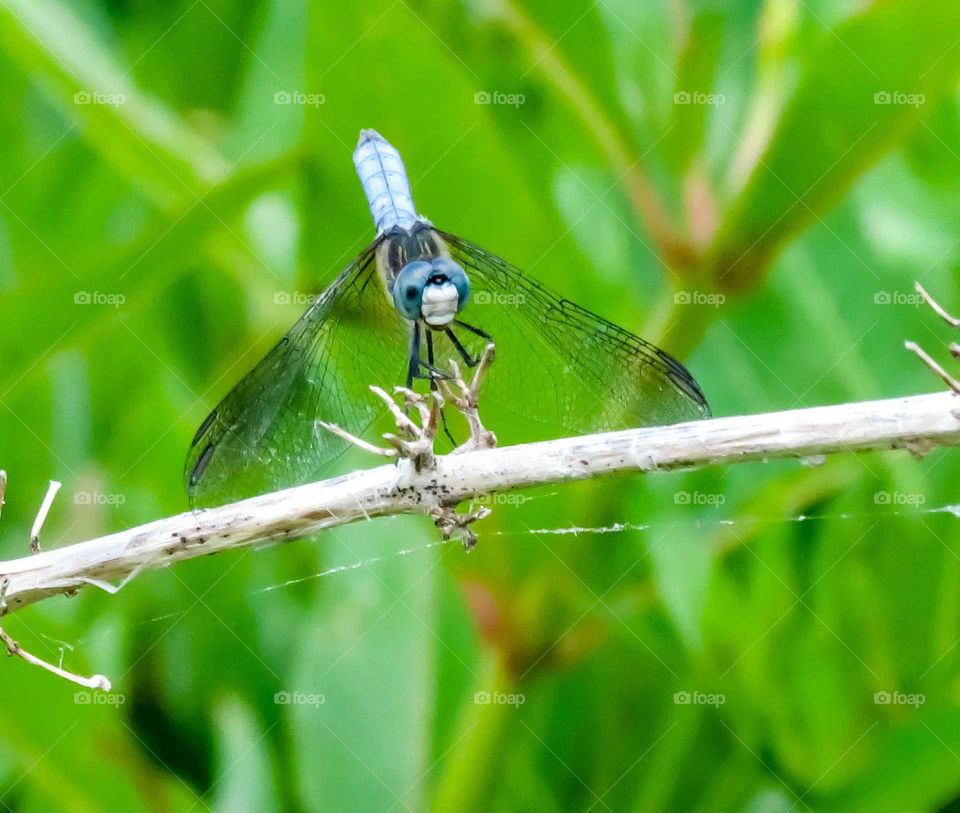 Dragonfly and spider web