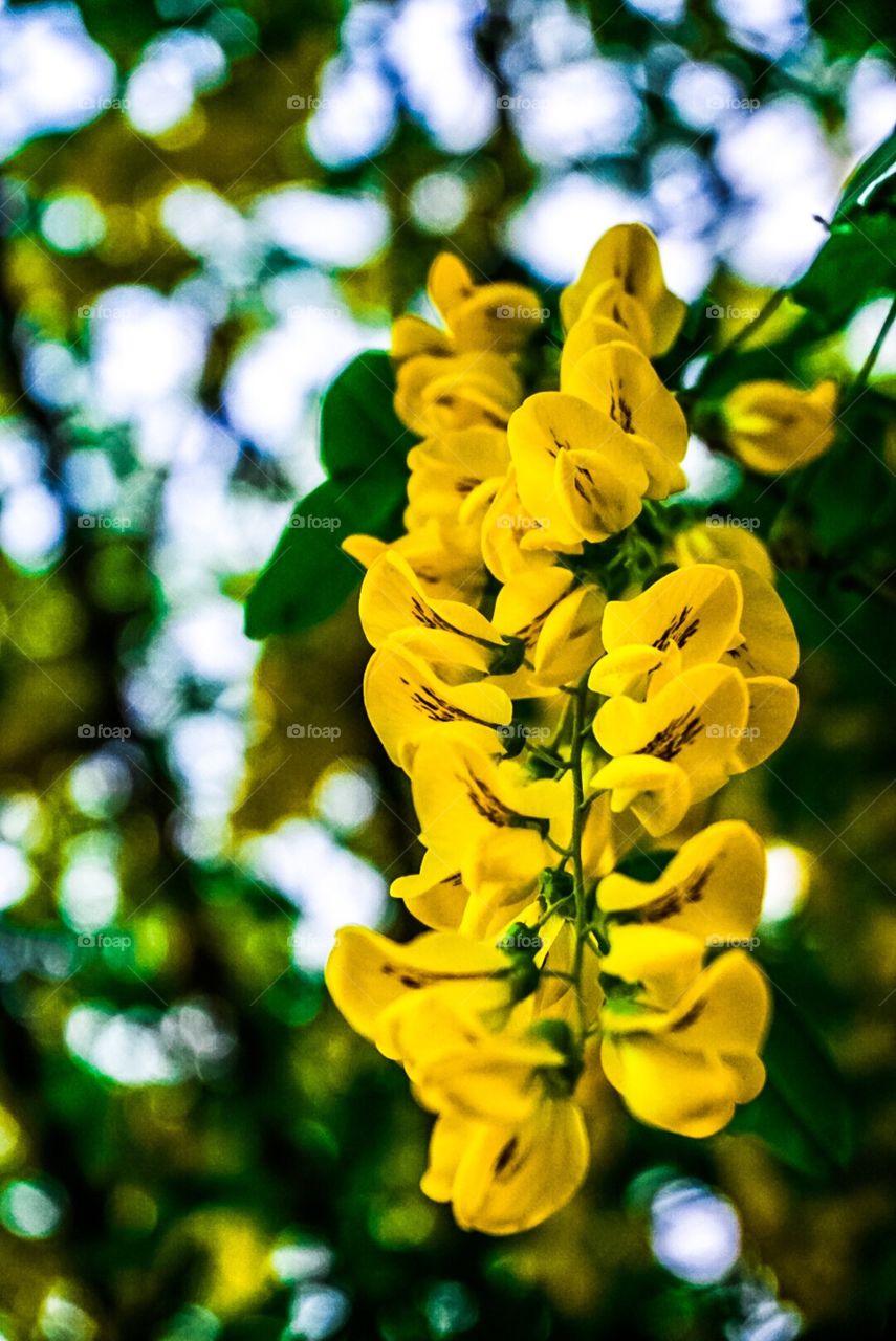 Yellow acacia 