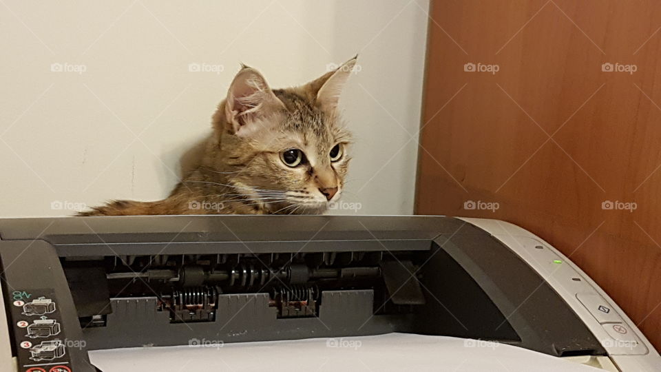 cat hiding behind the printer