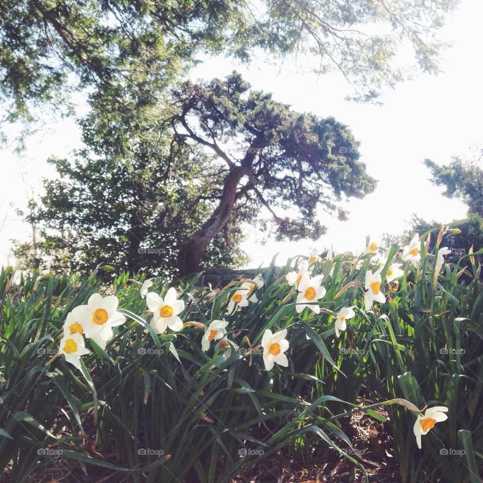 Spring Flowers. Spring flowers blowing in the wind. 