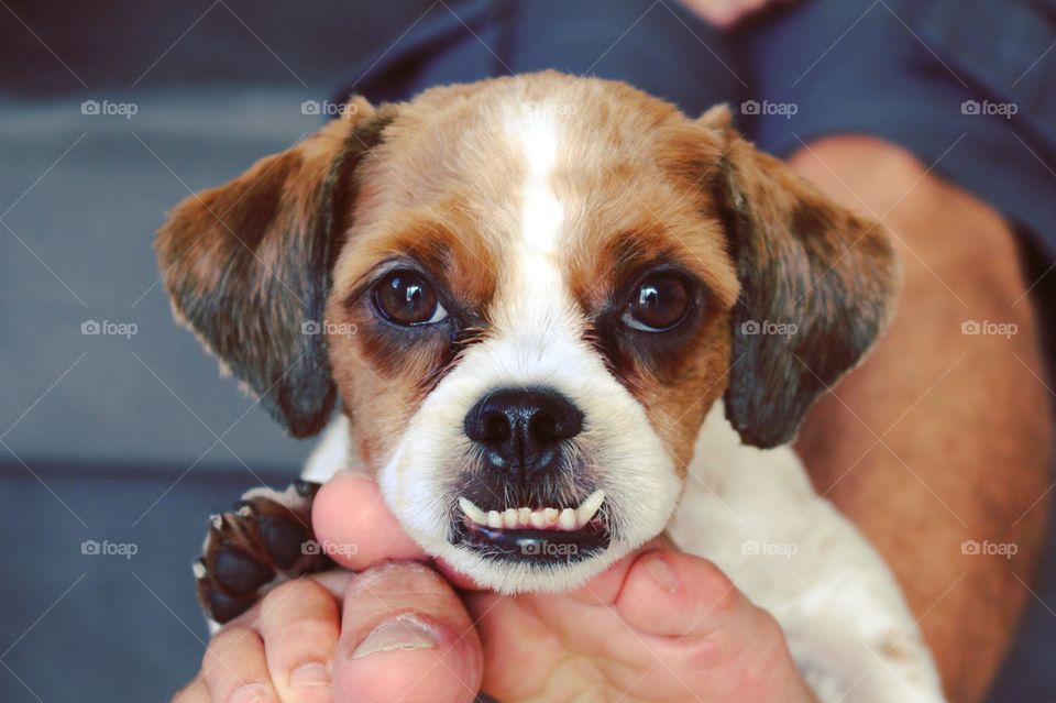 Fixed eyes of a puppy