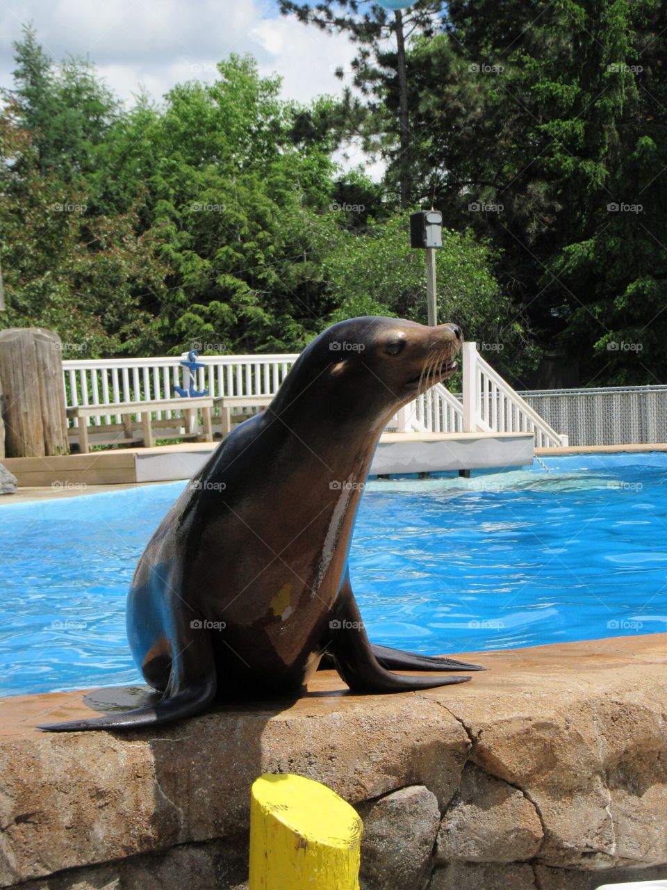 Geneva in the Sea Lion Show 