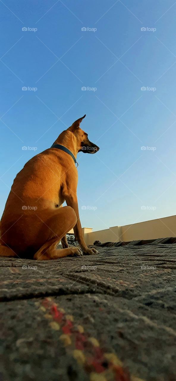 most loyal ever created