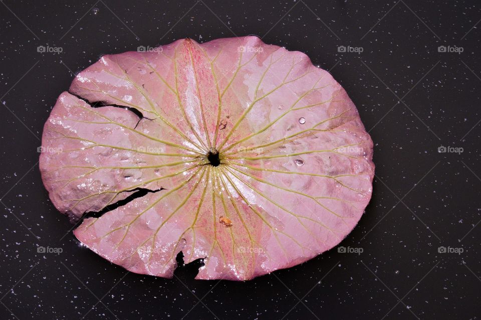 close up of a red Lily pad in a duck pond. water lily plant life, nature