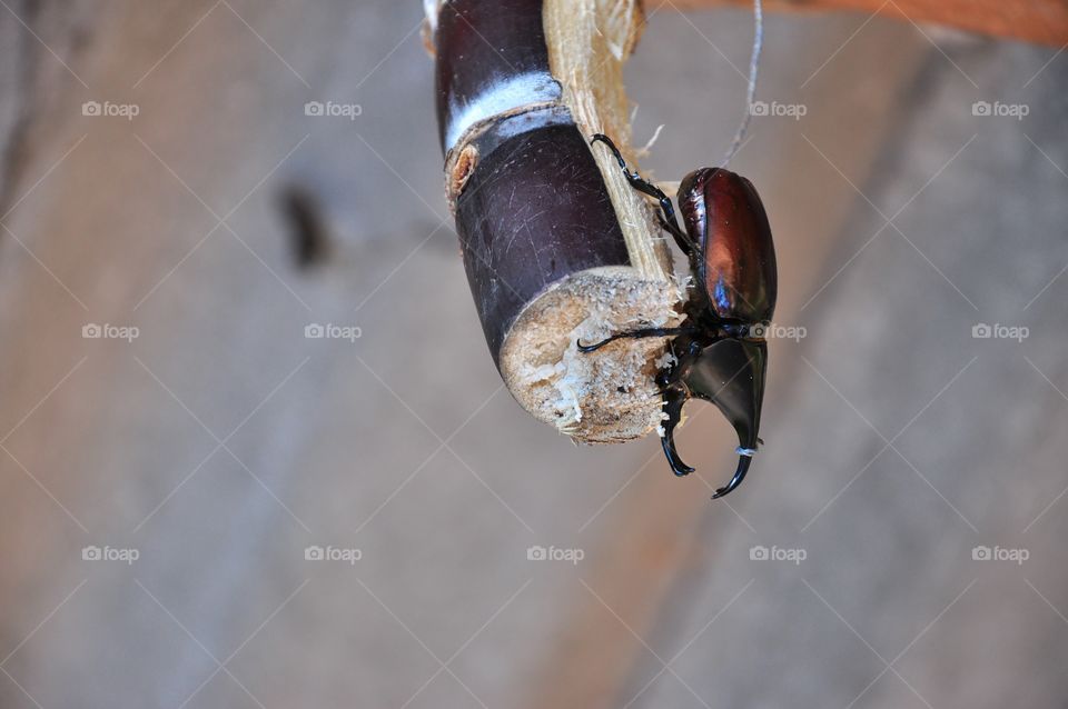 Siamese rhinoceros beetle at the bottom of the sugar cane.