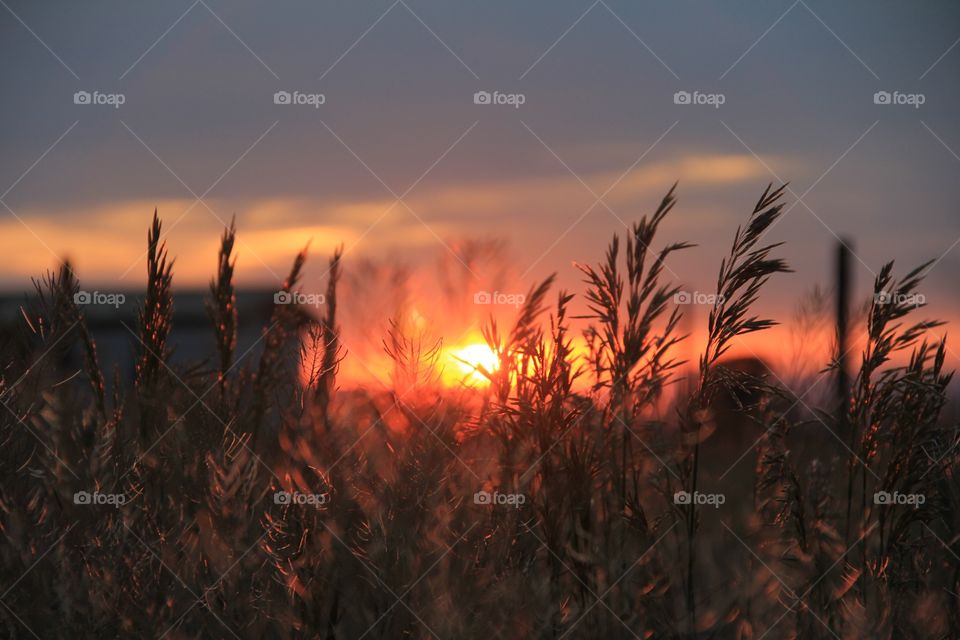 Orange burning sun setting on Alfalfa farm field
