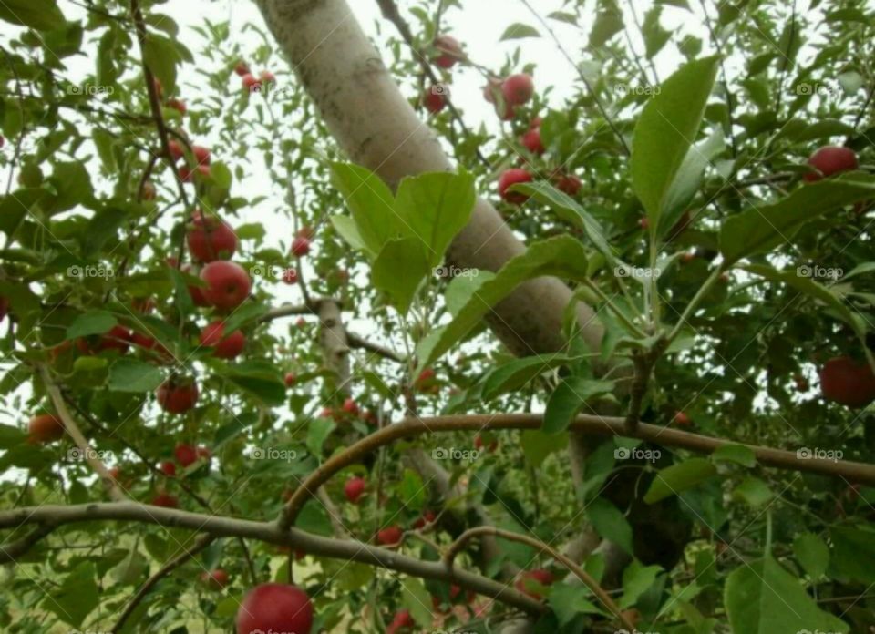 Apple tree. ripe apples on the tree