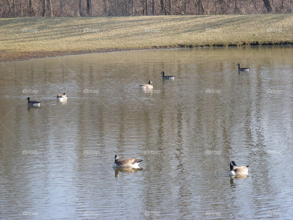 Canadian geese scattered about the pond.