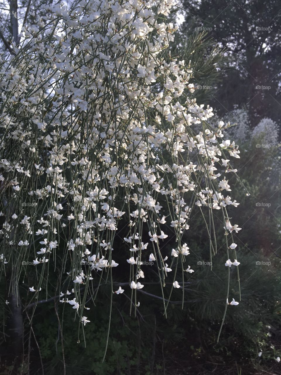 White little flowers in early spring