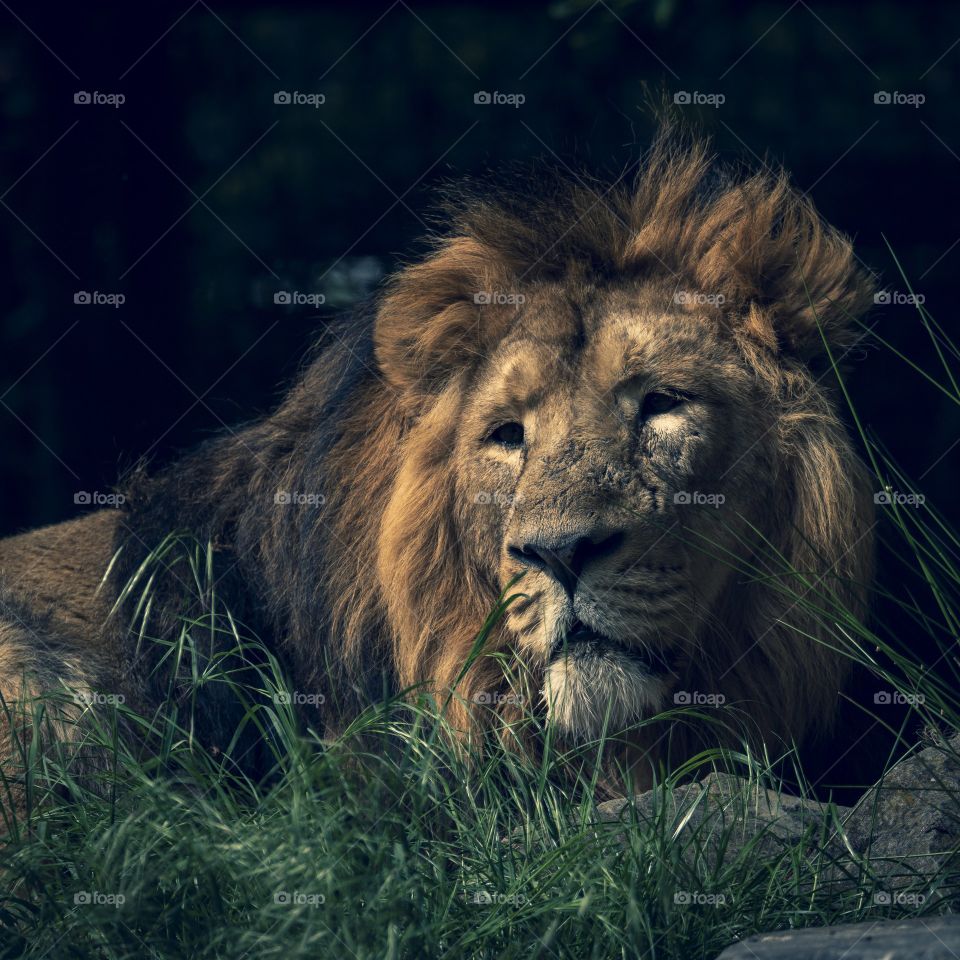 A portrait of a lion lying in the grass looking around in the planckendael zoo in Belgium.