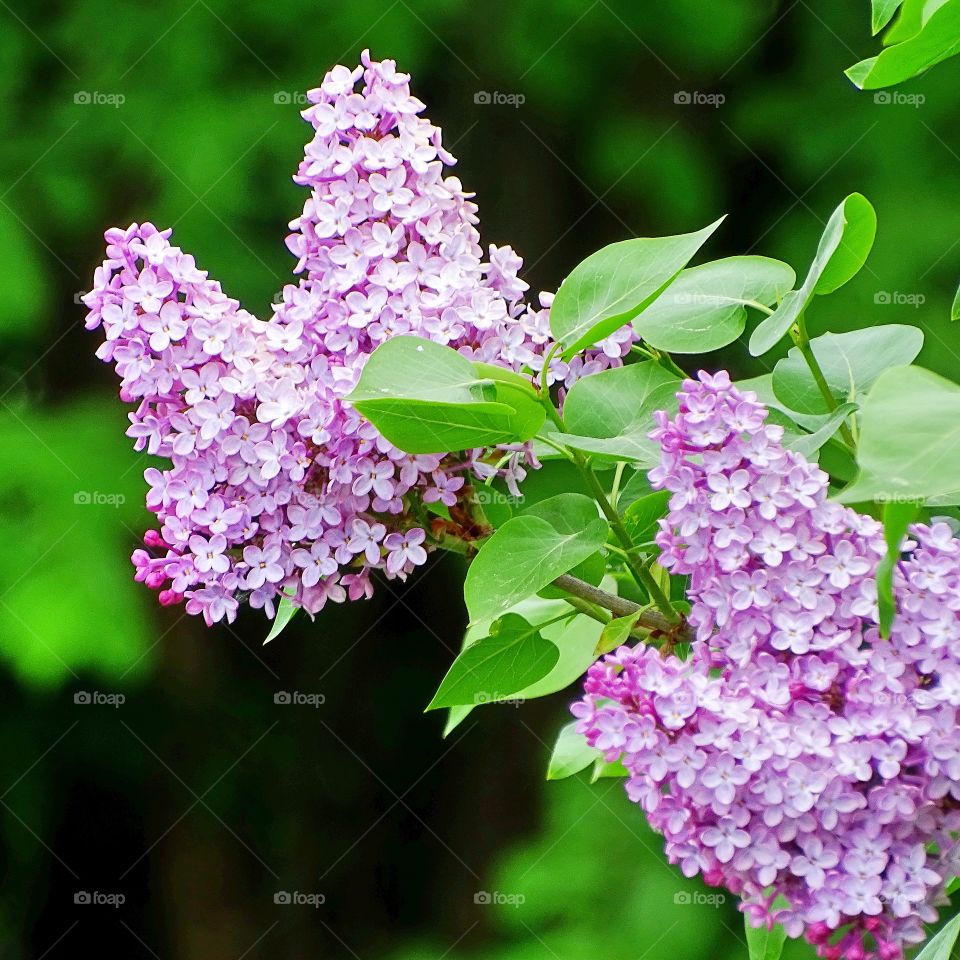 Lilacs