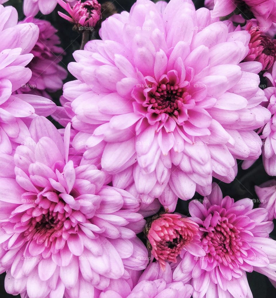 Mums blooming in the fall—taken in Dyer, Indiana 