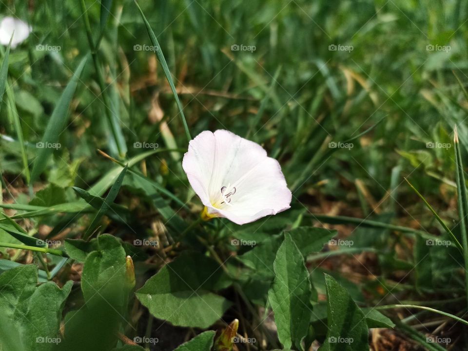 Convolvulus althaeoides and fresh green grass. Convolvulus cantabrica, common name Cantabrican morning glory or dwarf morning glory