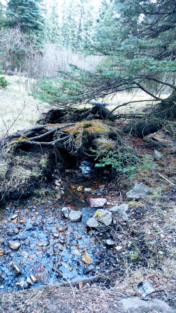 Under Tree Stream
Roosevelt National Forest Colorado