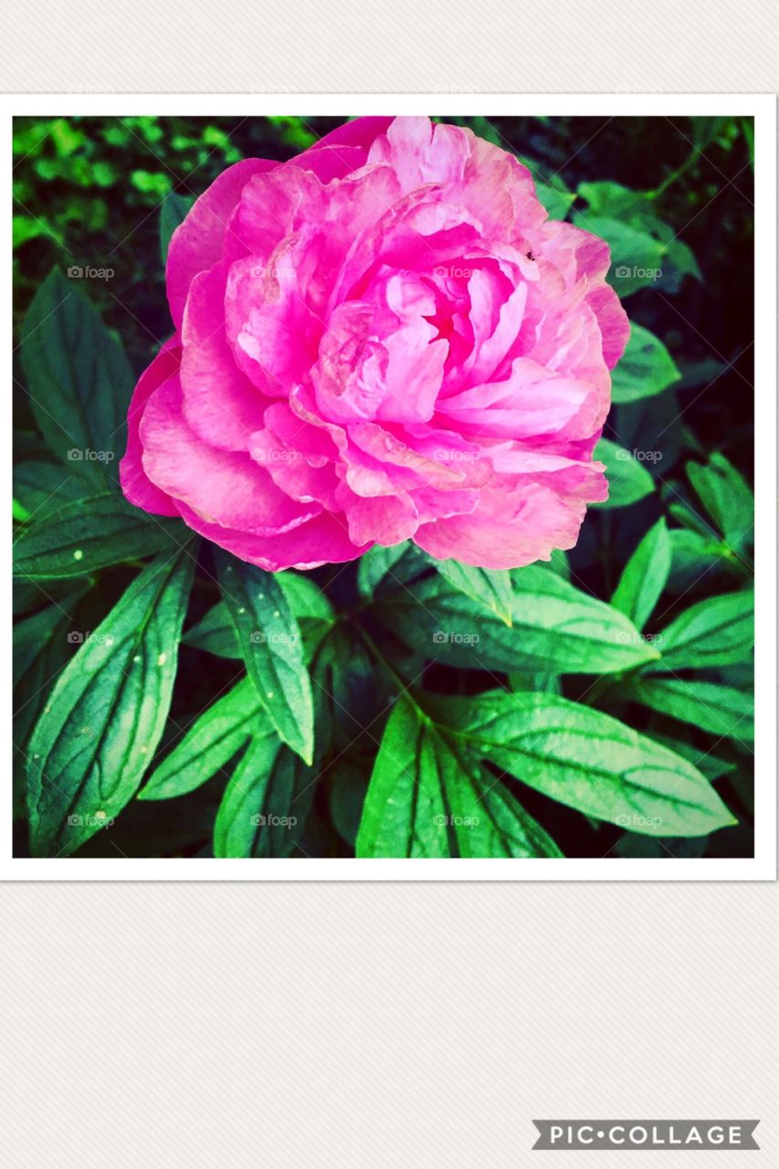 A rose is a rose is a rose .....