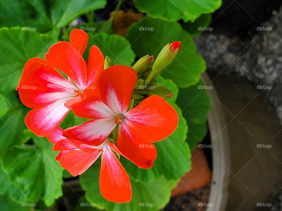 beautiful geranium
