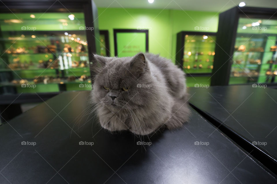 Cute cat on the table