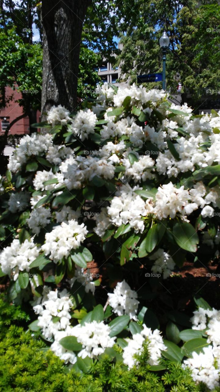 spring. flowers. beauty