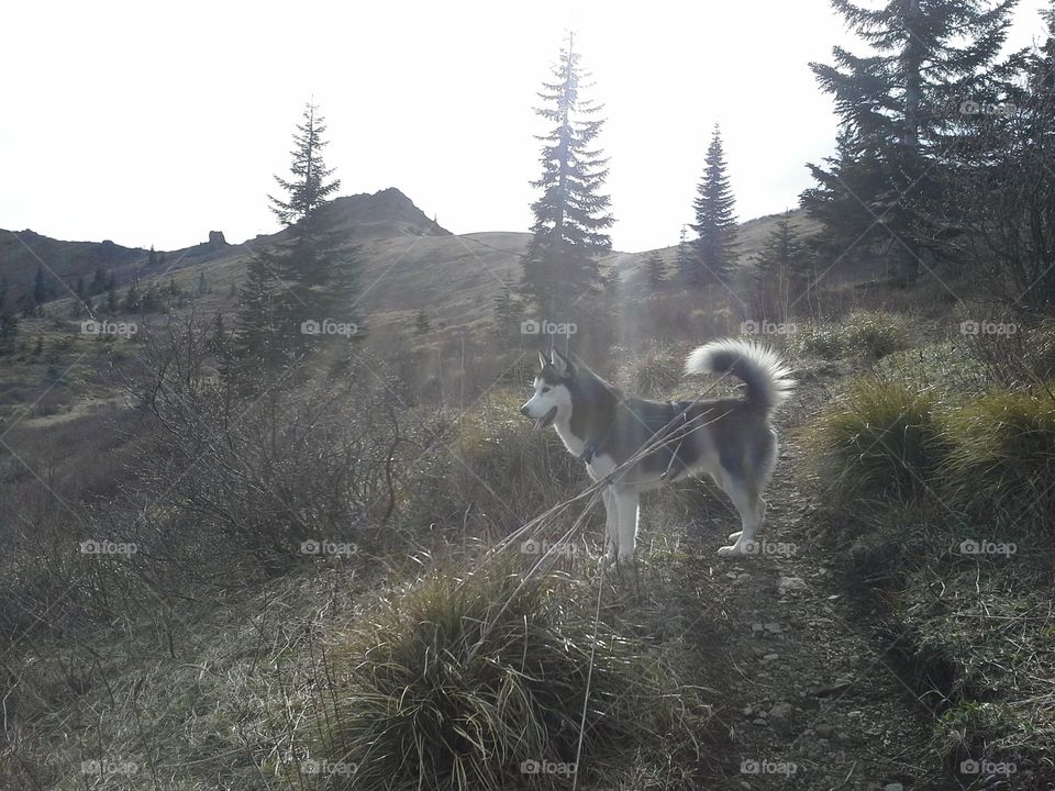 husky hiking