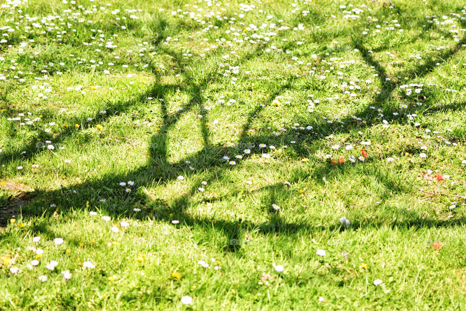Withered tree shadow over green grass on a sunny day.