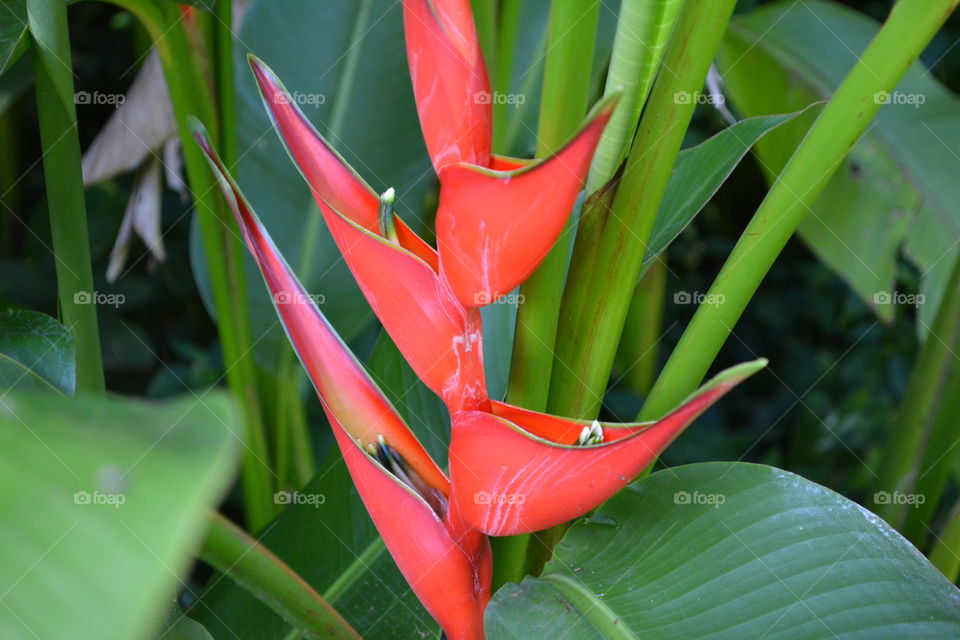 Red tropical flower 