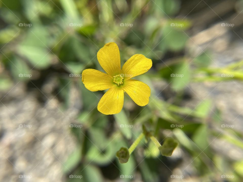 Oxalis cernua