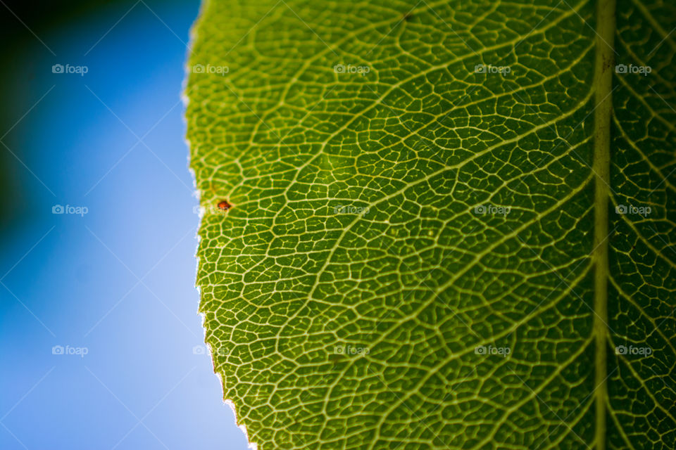 leaf