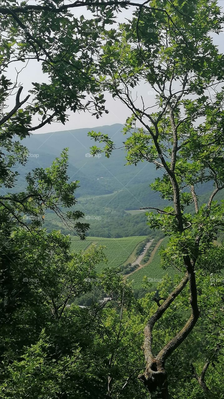 Photo with a view of the vineyards. Krasnodar Territory Russia.