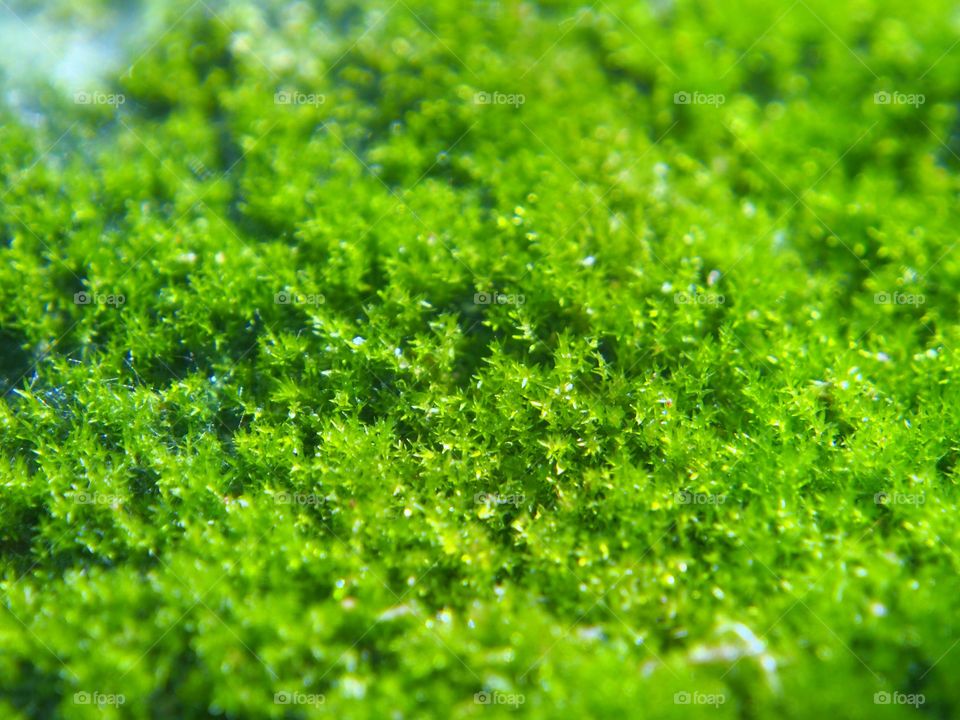 Close-up of moss