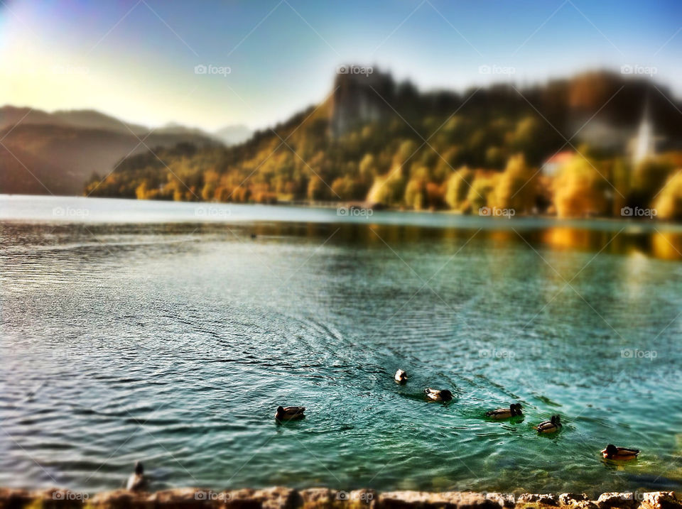 spring of lake ducks by munda.net