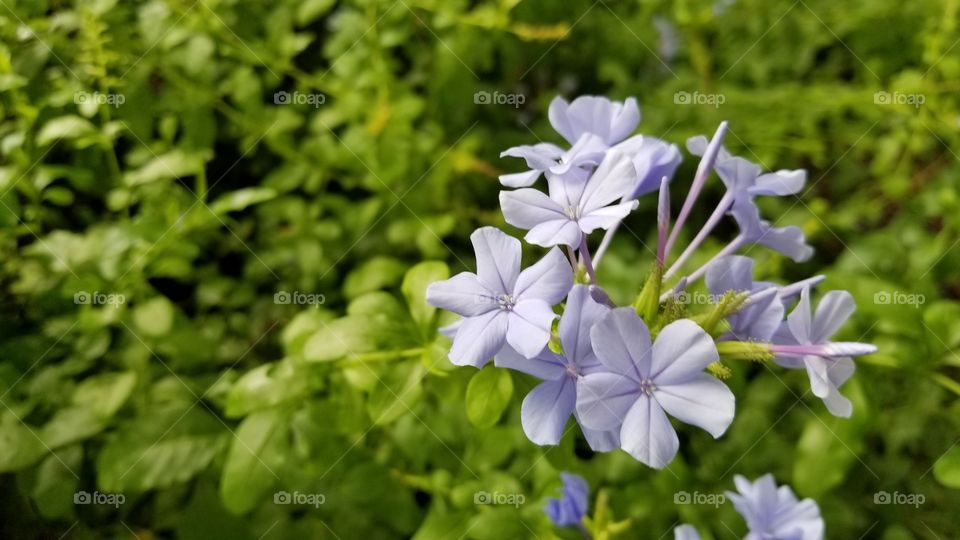 A light purple perennial flower bunch.