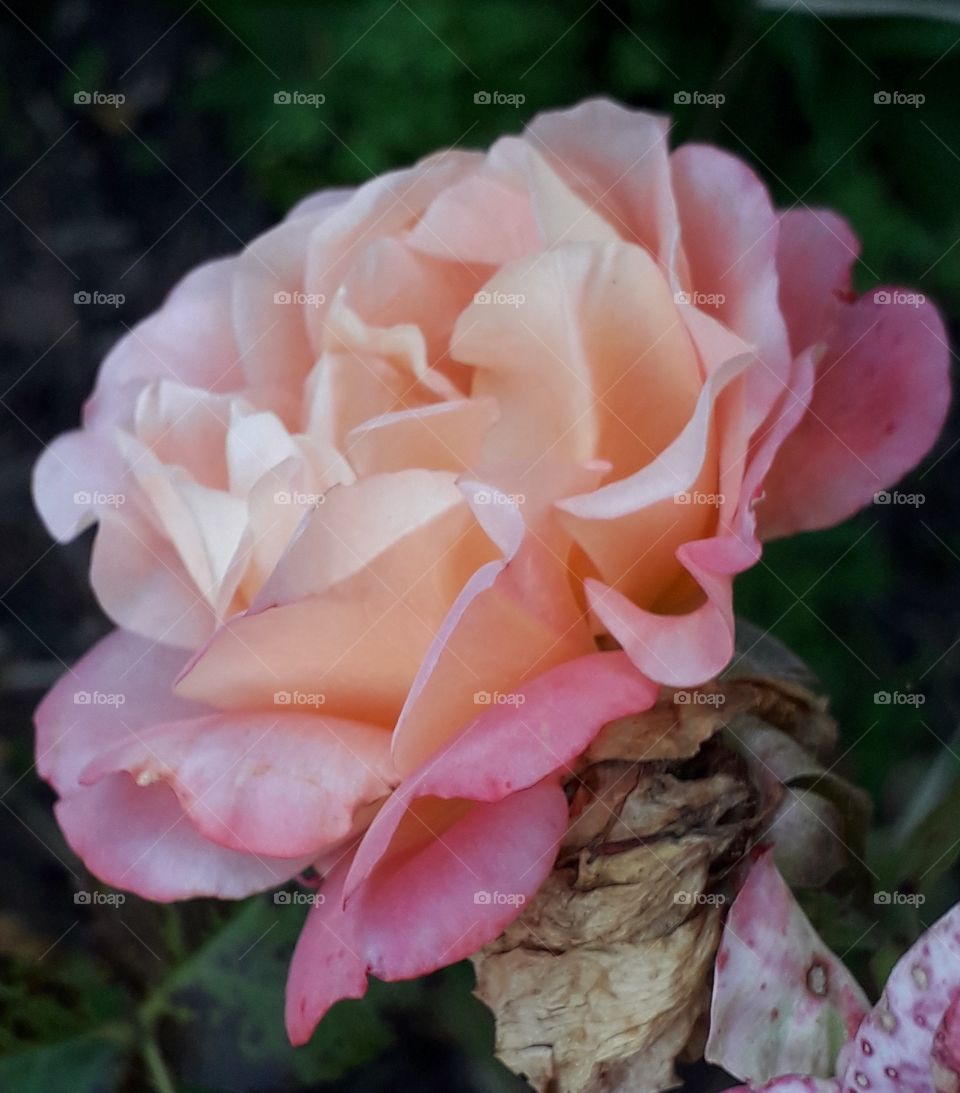 late sentimental two-coloured rose in autumn