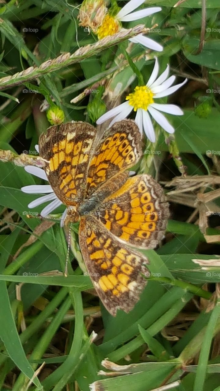 Butterfly on Daisy