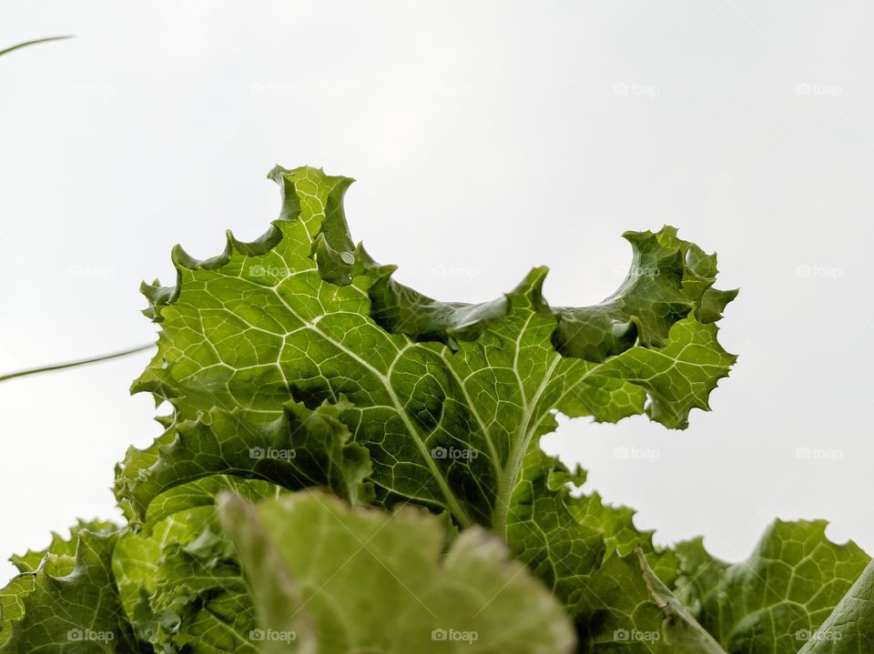 Closeup of lettuce leaf against the sky
