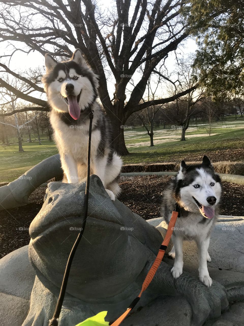 Happy huskies playing on a statue