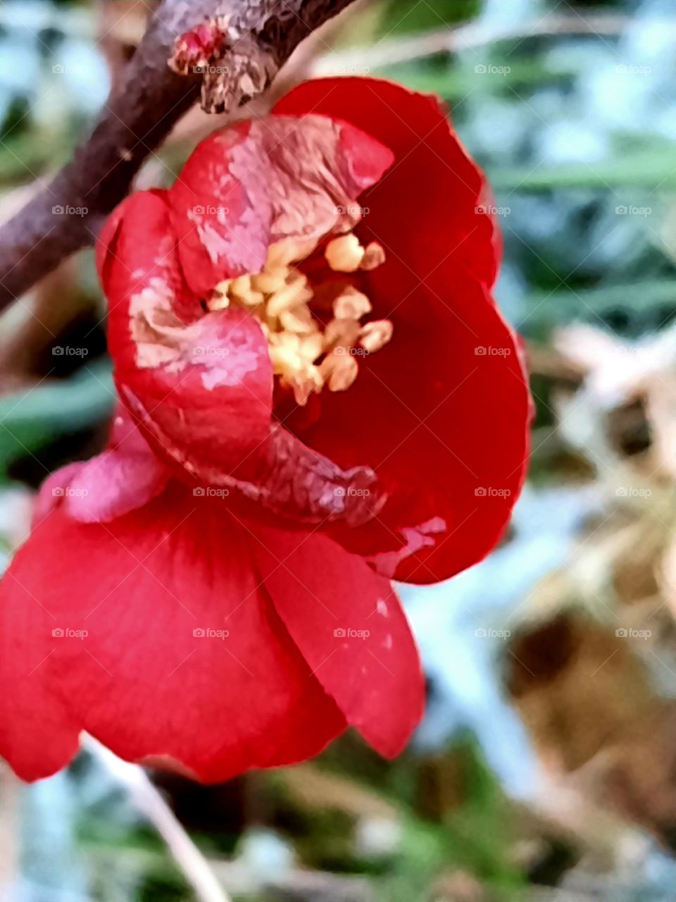 close-up of two bright red flowers of quince in winter garden