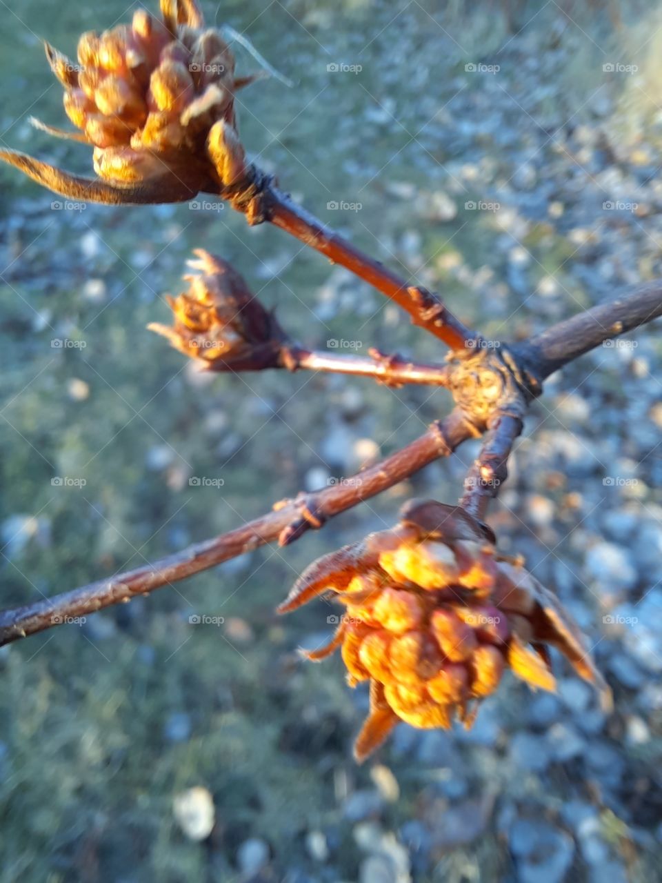 sunlit  buds of viburnum  with fallen leaves in the background