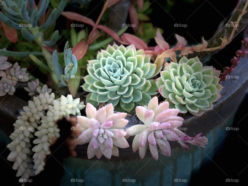 Beautiful Botanicals! Stunning Succulent Fine Art!